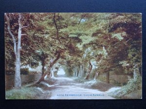 Isle of Wight BEMBRIDGE Ducie Avenue c1910 Postcard by Photochrom