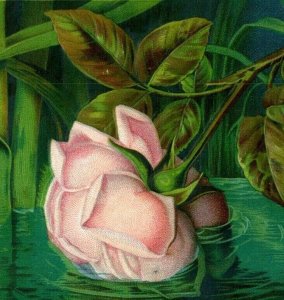 1880s-90s Embossed R.S. Varnum's Sons Druggists Pink Rose In Pond #5K