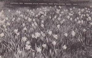 Washington Fort Steilacoom Daffodil Bed Western State 