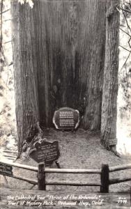 REDWOOD HWY CA~TREES OF MYSTERY PARK~CATHEDRAL TREE SHRINE~REAL PHOTO POSTCARD