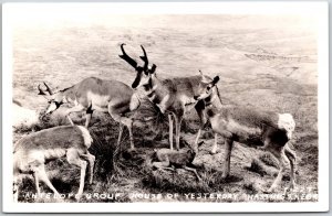 Animals- Antelop Group House of Yesterday Hastings Nebraska, PRRC Photo Postcard