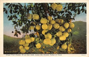 Grape Fruit Cluster Postcard