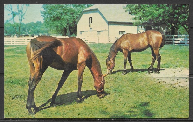 Kentucky, Lexington - Horses Grazing At Horse Park - [KY-053]