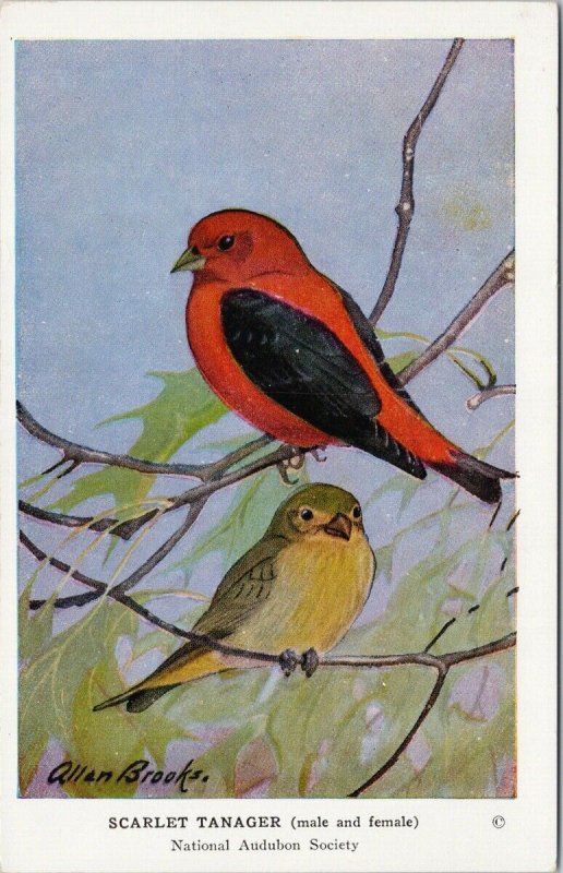 Allan Brooks Artist Scarlet Tanager Birds National Audubon Society Postcard G93