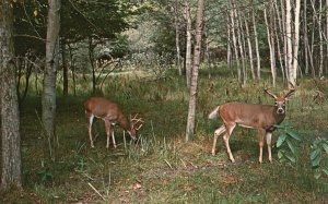 The Sportsman's Delight Forest Deer Hunting Michigan AVERY Vintage Postcard