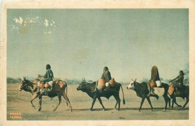 Chad oxen carrying natives cows Africa postcard