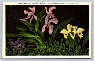 Orchids in Mitchell Park MILWAUKEE Wisconsin WI Vintage Postcard A15