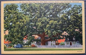 Vintage Postcard 1940 The Old Wye Oak Tree, Wye Mills, Easton-Centreville MD