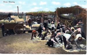 SHEEP SHEARING