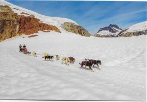 US Alaska - Mendenhall Glacier - Dogsled pulled by Huskies - Upper Mendenhall Gl