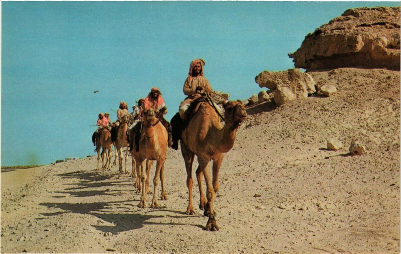 PC CPA BAHRAIN, BAHREIN, CAMEL CARAVAN, Modern Postcard (B3760)