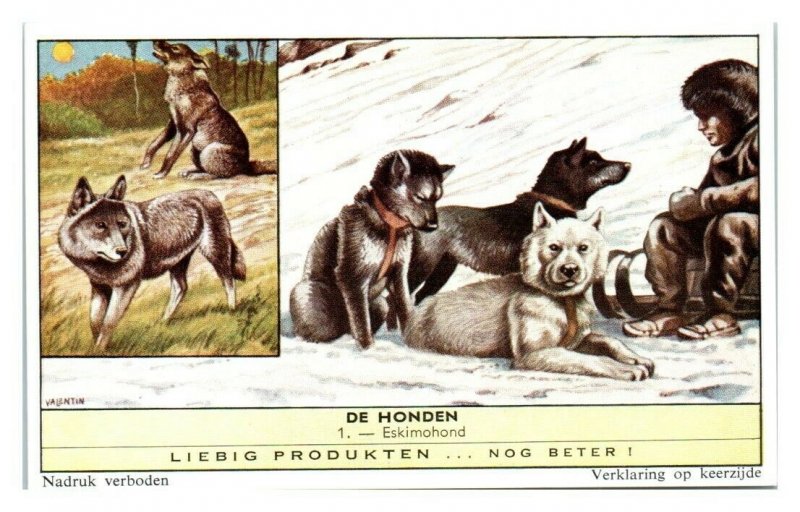 Eskimo Dog Eskimohond, Dog Breeds II Liebig Belgian Trade Card *VT28C