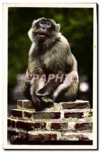 Postcard Old Monkey Tango Blida Algeria