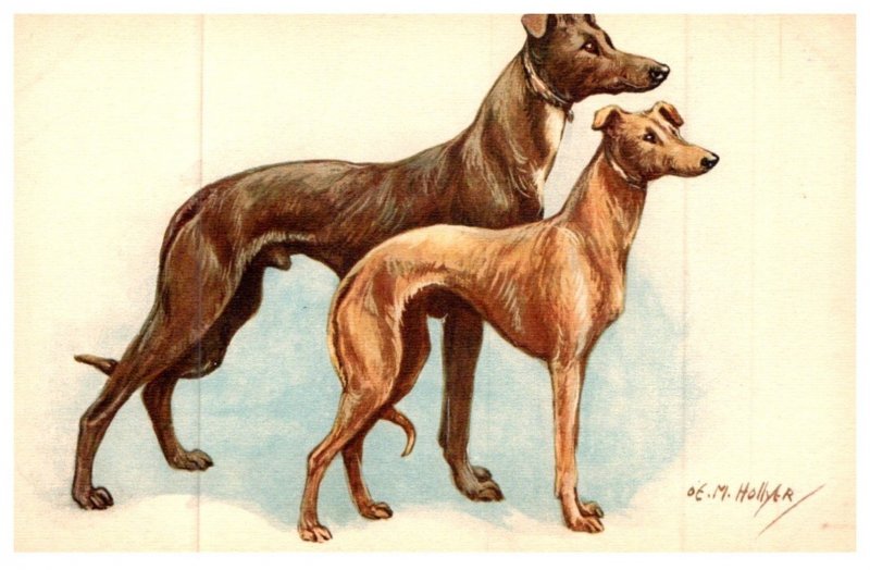 Dog  , Greyhounds and whippet