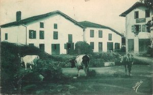 Basque type Basque houses in Ustaritz cows vintage postcard c.1931