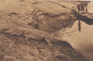 Angola Africa Boat By Crocodile Reptile Hunters Antique Postcard