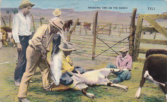 Cowboys Branding Time On The Ranch 1957