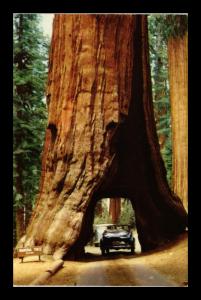 WAWONA TREE TUNNEL MARIPOSA GROVE BIG TREES CALIFORNIA