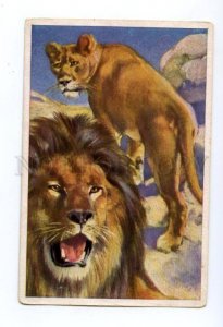 145468 HUNT Lowe LION Vintage Animal Card #126