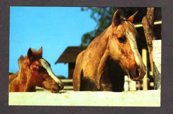 View Palomino & Colt Horse Postcard Horses