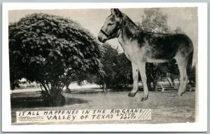 RIO GRANDE VALLEY TX EXAGGERATED DONKEY VINTAGE REAL PHOTO POSTCARD RPPC