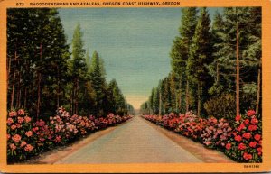 Oregon Rhododendrons and Azaleas Along Oregon Coast Highway 1953 Curteich