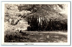 1942 Trees View Greetings from Aruba DWI Posted RPPC Photo Postcard