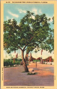 USA The Sausage Tree Kigelia Pinnata Florida Linen Postcard 05.19