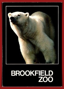 Illinois. Chicago - Brookfield Zoo - Polar Bear - [IL-371X]