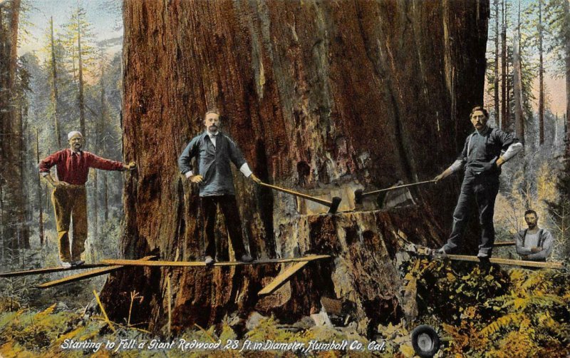 Starting to Fell a Giant Redwood Tree, Humboldt Co, CA Logging Vintage Postcard