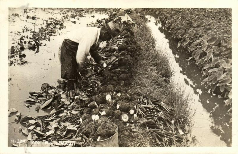 hawaii, Hawaiian Taro Field Worker (1930s) RPPC