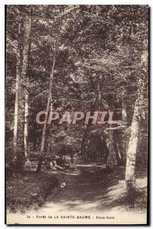 Postcard Old Foret de la Sainte Baume Undergrowth