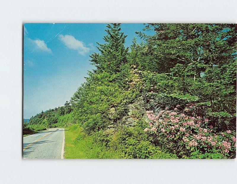 Postcard Mount Mitchell State Park Burnsville North Carolina USA