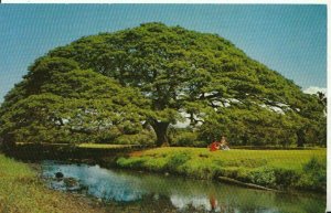 America Postcard - Hawaii - Money Pod Tree - Ref 7216A