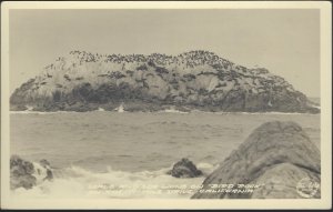 SEALS AND SEA LIONS ON BIRD ROCK 17 MILE DRIVE MONTEREY COUNTY CALIFORNIA