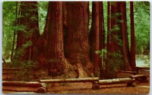 Postcard - Giant Redwoods, Henry Cowell Redwoods State Park - Felton, California