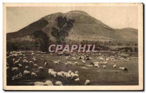 Old Postcard The Auvergne Puy de Dome Sheep
