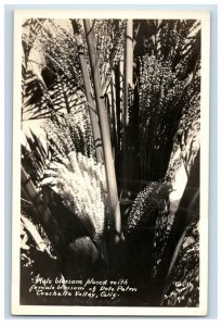 Vintage RPPC Date Palm Coachella Valley CA. Postcard F112E