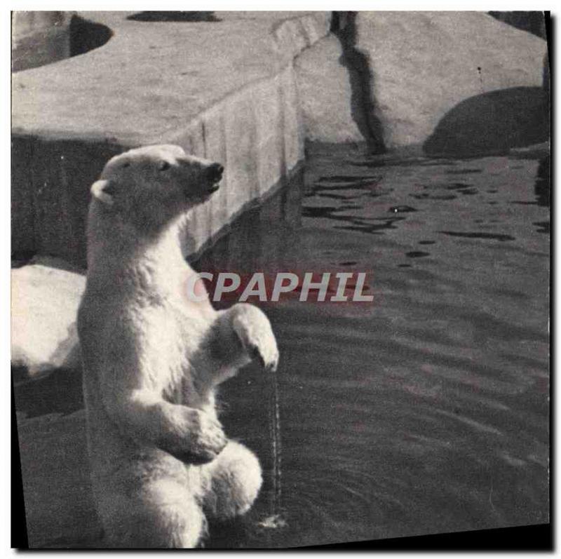 Old Postcard Ours Paris Museum of Natural & # 39Histoire Zoo, Bois de Vincenn...