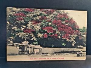 Postcard  The Royal Poncianna Tree in Bloom, Bermuda    X1