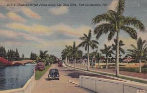 Florida Fort Lauderdale Famous Royal Palms Along Las Olas Boulevard
