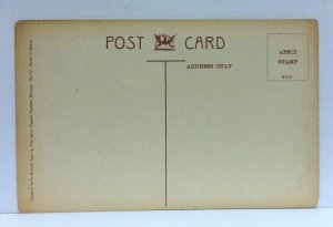 Bermuda Screw Palm And Monkey Puzzle Tree Vintage Postcard 