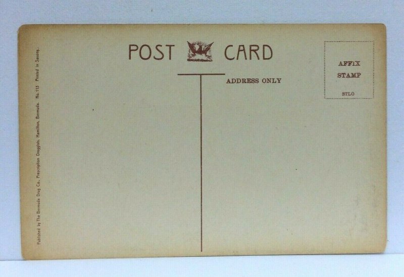 Bermuda Screw Palm And Monkey Puzzle Tree Vintage Postcard 