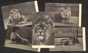 Lot of 5 vintage postcards Raphael Tuck Animal Studies African Lion