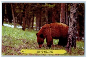 c1960's Bear Scene Greetings from Malta Montana MT Vintage Rembrant Postcard