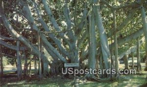 Banyan Tree, Edison Estate - Fort Myers, Florida FL  
