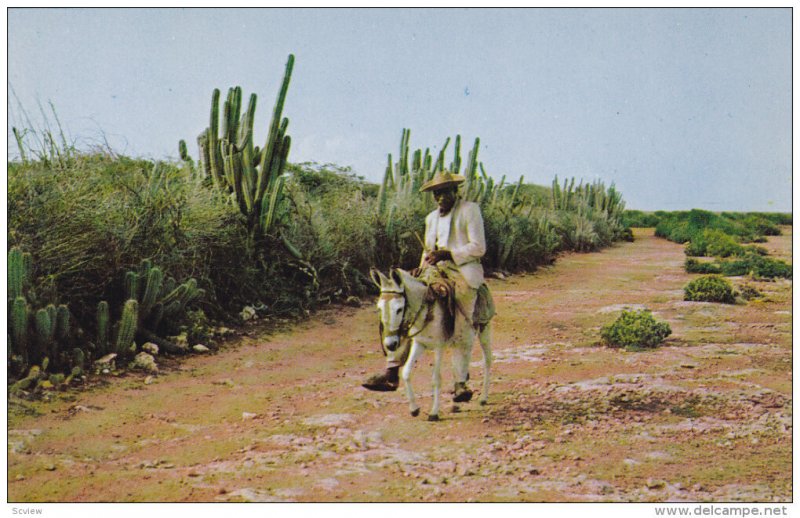 CURACAO, 1940-1960´s; Typical Country Road Scene, Native Man On A Donkey