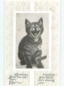 Pre-Linen CUTE KITTEN CAT IS LAUGHING AC5426