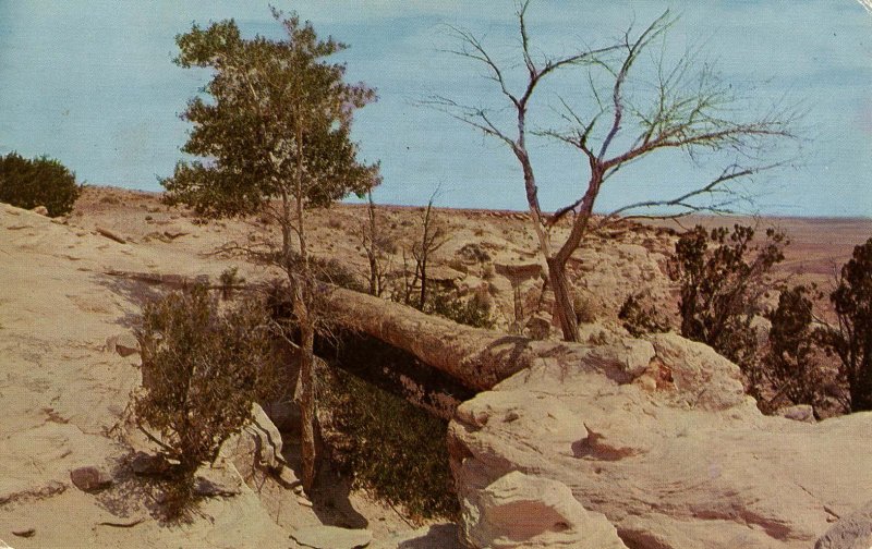 AZ - Petrified Forest.  Agate Bridge Trail