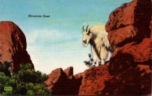 Mountain Goat Needles Area Black Hills South Dakota